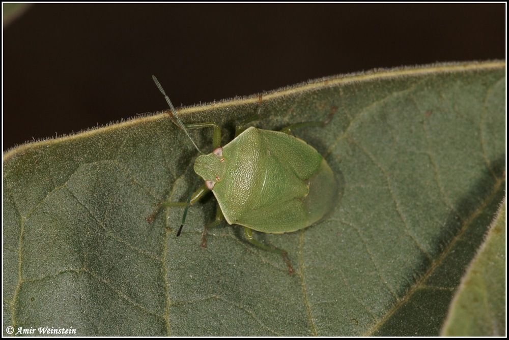 Heteroptera d''Israele